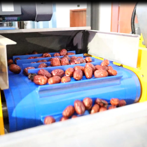 Quality A Machine That Automatically Sorts Jujubes According To Their Size 8 Lanes Dates for sale