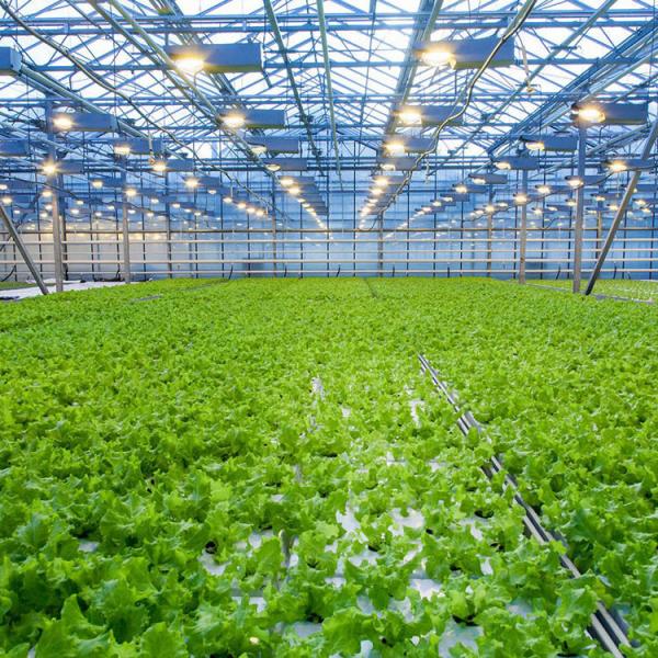 Quality 8mm Float Glass Venlo Glass Greenhouse Hydroponic System Double Layer for sale