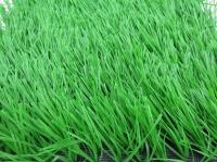 China 60mm PE Monofilament Yarn Light Green Football Artificial Grass / Artificial Turf factory