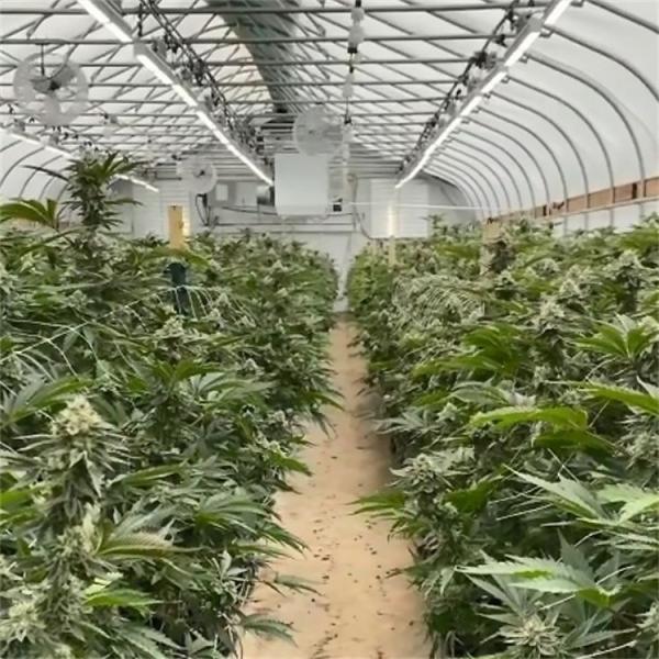Quality Medical Plants Growing Commercial Light Deprivation Greenhouse Double Layer for sale