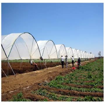 Quality Wind Resistance Multi Span Plastic Film Tunnel Greenhouse With Ventilation for sale