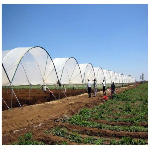 Quality Wind Resistance Multi Span Plastic Film Tunnel Greenhouse With Ventilation System for sale