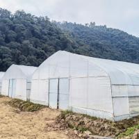 China Hot Galvanized Steel Frame Tropical Fruit Grow Greenhouse Commercial Greenhouses For Sale factory