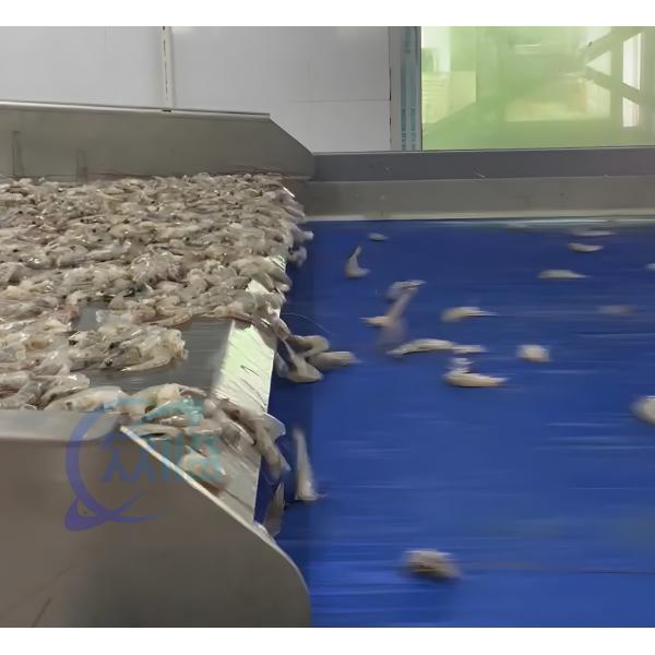 Quality Durable 800W Shrimp Processing Plant , Automatic Shrimp Head Removal System for sale
