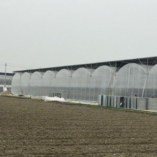 Quality Automatic System Multi-Span Greenhouse PC Polycarbonate Film Greenhouse Steel for sale