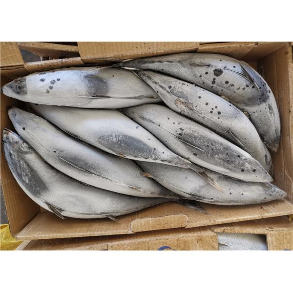 Quality purse seine catch 3ppm Histamine 500g 1.8kg Frozen Skipjack Fish for sale