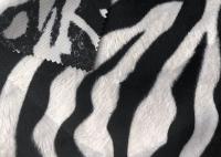 China Printed Zebra Stripe Short Hair Upholstery Soft Polyester Velvet Fabric factory