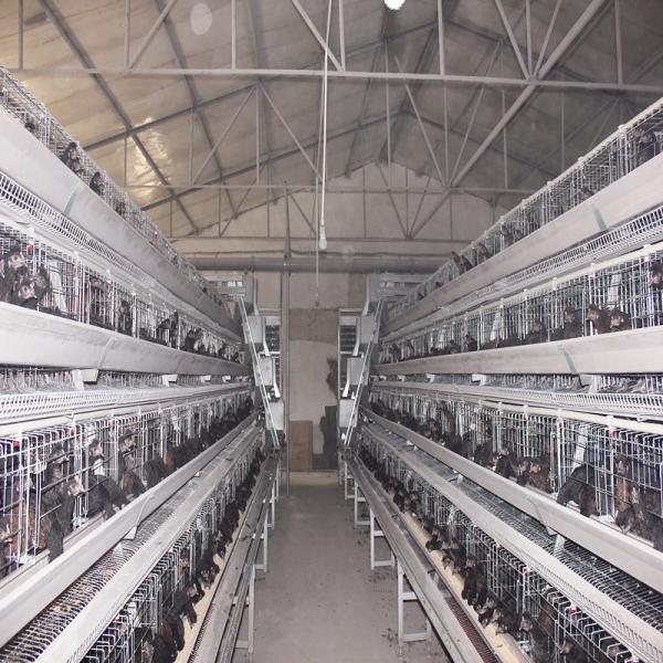 Quality 10000 Egg Layer Battery Chicken Cage Equipment Q235 Steel Material SONCAP Listed for sale