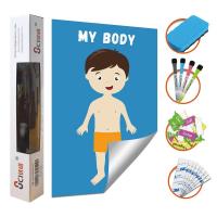 China Removable Body Learning Custom Dry Erase Poster Board 48x36 With Magic Stickers for sale