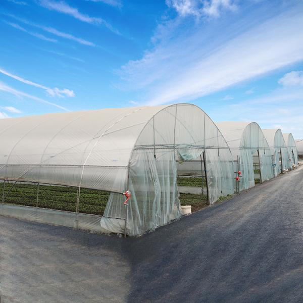 Quality Tunnel Agriculture 8m Greenhouse Plastic Film Polyethylene Film Greenhouse for sale