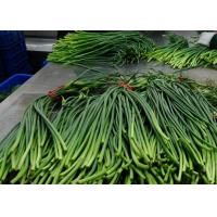 China 55cm Long Chinese Garlic Growing Sprouts factory