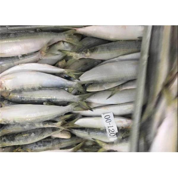 Quality BQF Fresh Frozen Sardines for sale