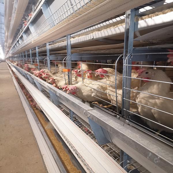 Quality Q235 A / H Frame Chicken Poultry Cage 3-10Floors With Egg Collection for sale