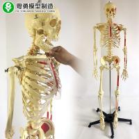 China Plastic Skeleton And Muscle Model 170CM coloring coding skeleton 98X47X31 cm factory