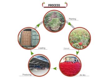 China Factory - Neihuang Xinglong Agricultural Products Co. Ltd