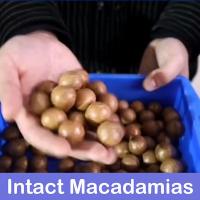 China CE Certificates Macadamia Nut Sorting Machine 360 Degree Rotational 380V 8 Channles factory