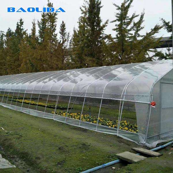 Quality Single Span Plastic Tunnel Greenhouse / windproof Poly Greenhouse Farming for sale