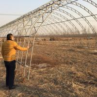 Quality Double Arches Double Film Agricultural Growing 10X50m Single Span Greenhouse for sale