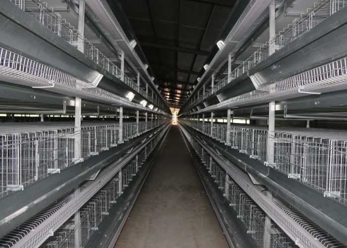 China Wire Design Chicken Poultry Cage , Chick Rearing Cage Less Than 0.05% Egg Broken Rate factory