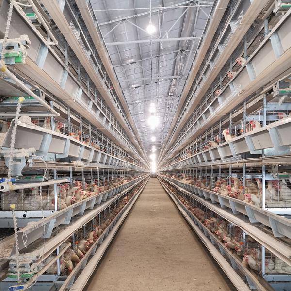 Quality 3-8 Tiers Enclosed Chicken Laying Eggs Cage , SGS Automated Battery Cage System for sale