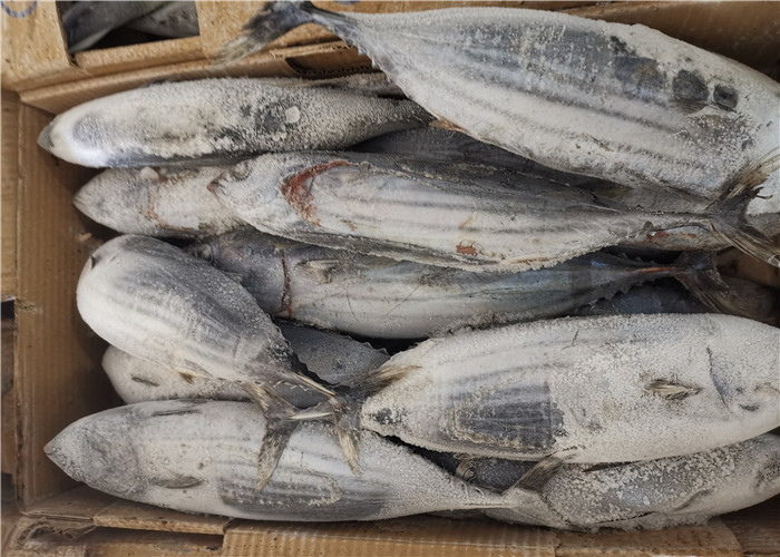 China Katsuwonus Pelamis Whole Round 3.4kg Frozen Skipjack Tuna factory
