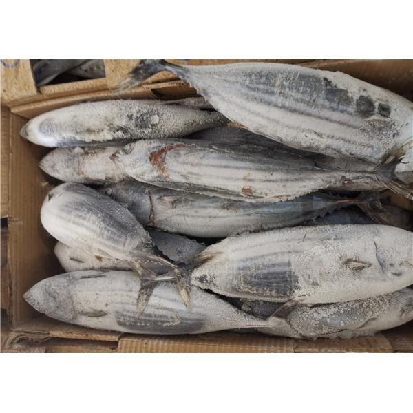 Quality Katsuwonus Pelamis Whole Round 3.4kg Frozen Skipjack Tuna for sale