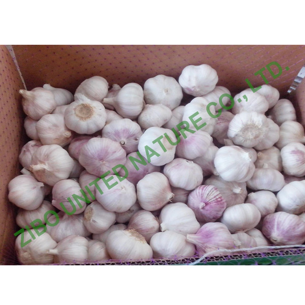 Quality new Garlic, Normal White Garlic, Hot sale garlic for sale