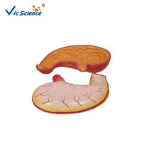 China Medical Science Human Anatomy Model , Human Stomach Model For Study factory