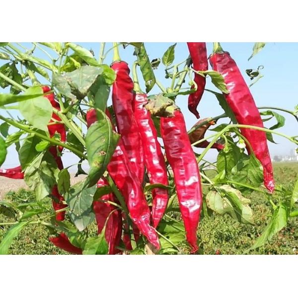 Quality Marinades Use Dried Guajillo Chili 7cm Sun Dried Red Peppers Not Spicy for sale