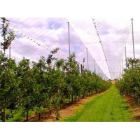 China Hdpe Raschel Knitted Anti Hail Nets / Hail Protection Net For Fruit Tree factory