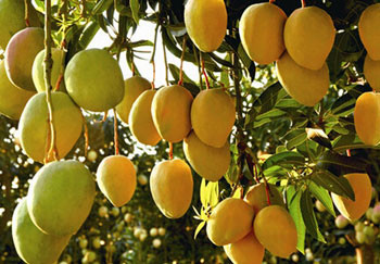Quality Continuous Mango Fruit Jam Paste Production Line Automatic for sale