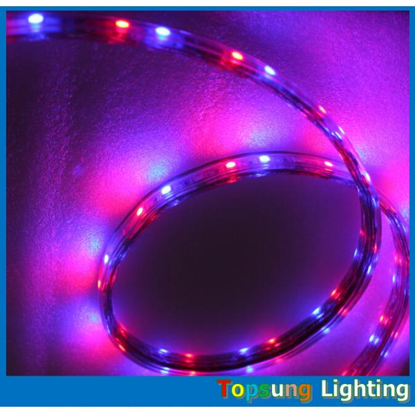 Quality whole sale 220V 50 meter RGB spool chasing  led strip 5050 SMD trade 60LED/m for sale