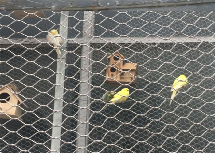 parrot mesh for sale