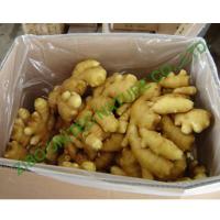 china new ginger, hot sale Fresh Ginger, packing with PVC bag and carton