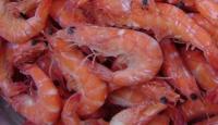 China pink shrimp and red shrimp factory