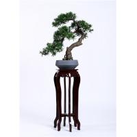 China 75cm Bonsai Pine Tree Podocarpus Lovely Macrophyllus Regal In Stature factory