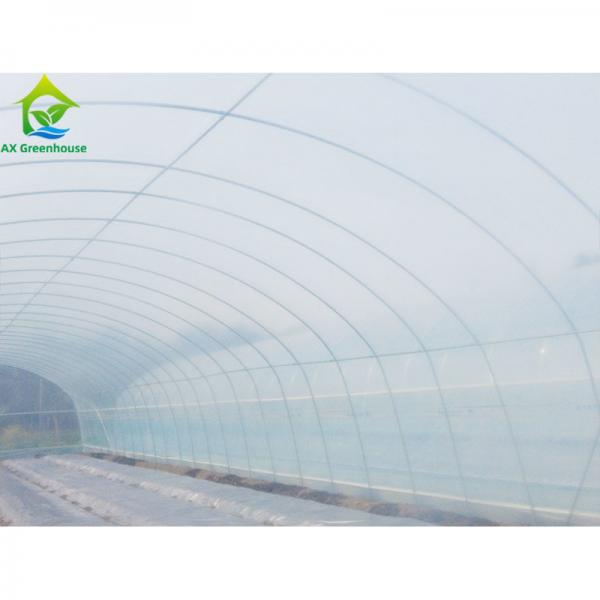 Quality Customized Commercial Poly Tunnel Greenhouse 10*30 Square Meters For Cucumber for sale