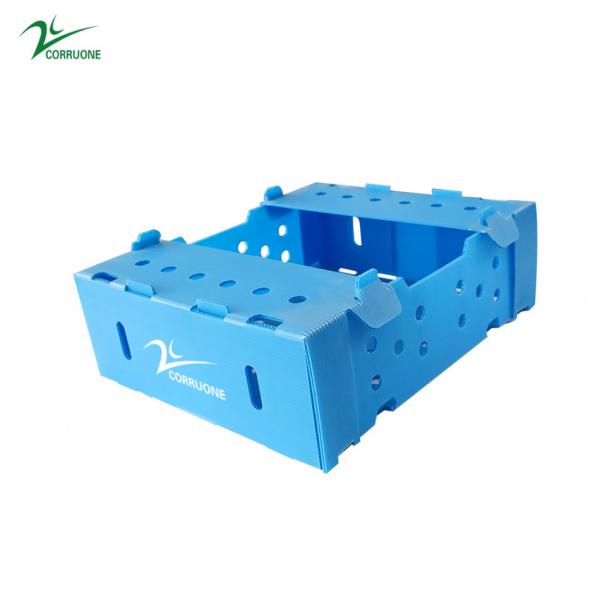 Quality Eco-friendly PP Corrugated Plastic Box for Fruit and Vegetable Storage and Shipping for sale