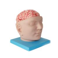 china Medical Education 3d Brain Human Anatomy Model 25x20x20cm