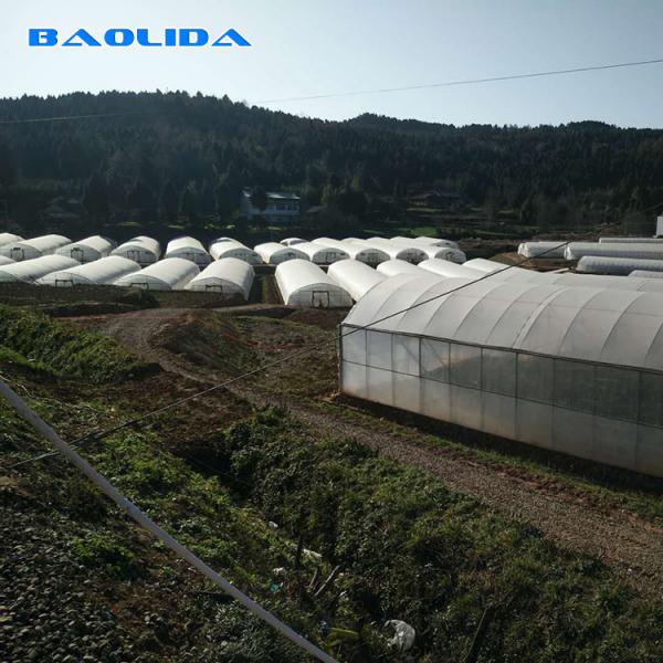 Quality Farm Tunnel Polyethylene Film Greenhouse / Clear Plastic Greenhouse For Various for sale