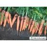China Japan Standard Fresh Organic Carrots Own Plantation Supply To Supermarket factory