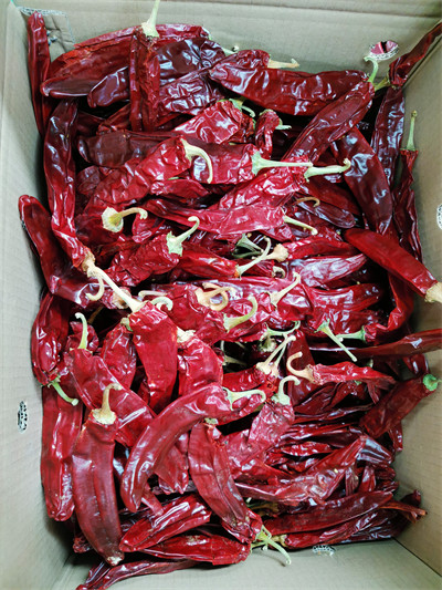 Quality 15% Moisture Sweet Paprika Pepper Pungent Dried Chili Pods 18CM for sale