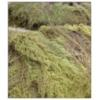 China Artemisia carvifolia,Sweet Wormwood Herb factory