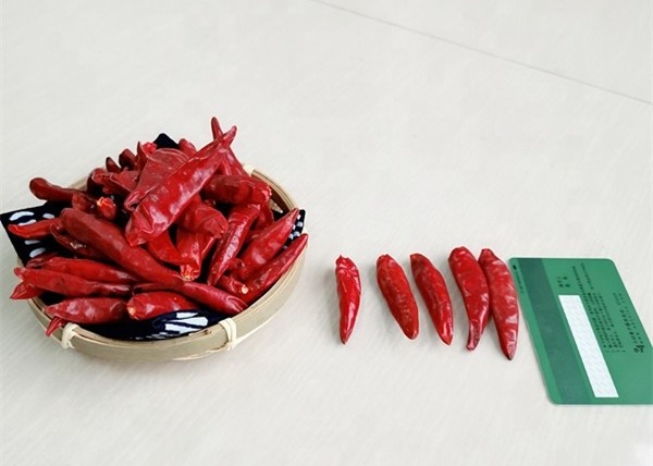 Quality Zero Addition Small Red Dried Chillies Premium 10KG Tianjin Peppers for sale