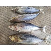 China A Grade Whole Round 3.4kg IQF Frozen Skipjack Tuna factory