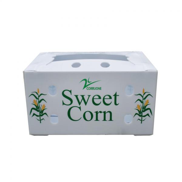 Quality Corflute Recycled Fruit And Vegetable Packaging Boxes Polypropylene for sale
