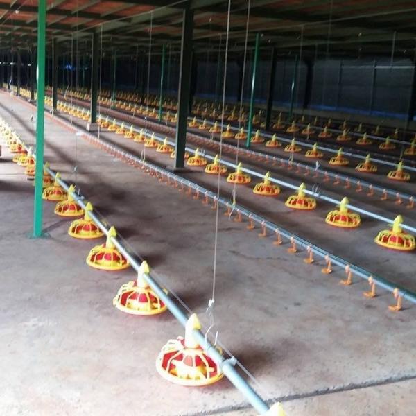Quality Poultry Pan Feeding System Automatic Poultry Feeder System With Stern Shaft for sale