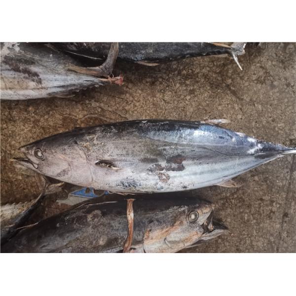 Quality A Grade Natural Color 1.8kg 3.4kg Frozen Skipjack Tuna for sale