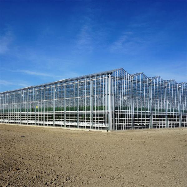 Quality Hydroponic System Vegetable Venlo Glass Greenhouse Fully Automated Ventilation for sale