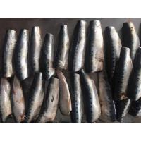 China Natural glaze best selling price HGT Fresh Frozen  Sardines For canning factory
